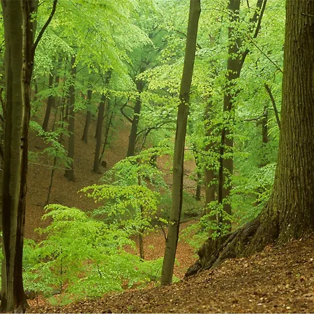 En Bos - Private Sauna Next To The Forest * 's-Gravenzande
